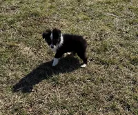 Rocky, a male Miniature Australian Shepherd for sale in Sarcoxie, MO – Photo 1 of 10