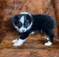 processed/fe0a8bb5-47cc-4616-8983-9e8bf823c40c/listing/f15a4191-f371-47d0-8815-4969bec82d82/b56f3630-5ac8-42d9-a171-9927631f7cc0