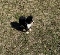 Rocky, a male Miniature Australian Shepherd for sale in Sarcoxie, MO – Photo 8 of 10