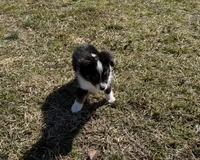 Rocky, a male Miniature Australian Shepherd for sale in Sarcoxie, MO – Photo 10 of 10