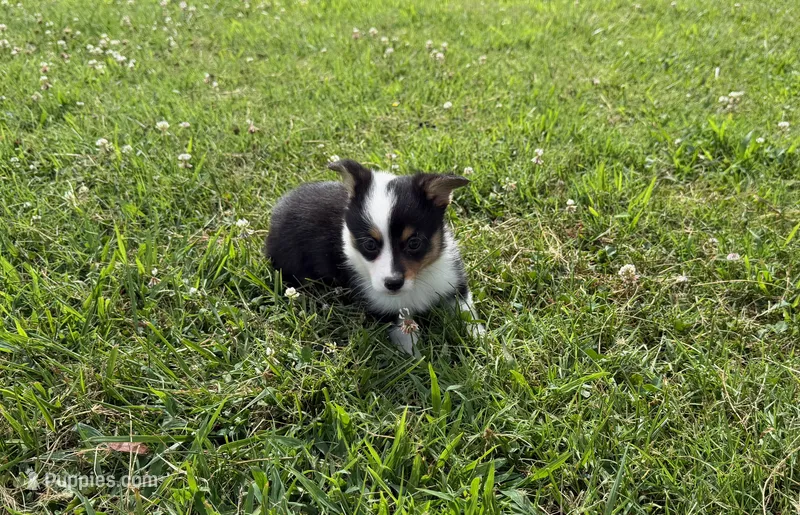 Buddy – Pembroke Welsh Corgi, Toy Australian Shepherd puppy for sale in Sarcoxie, MO