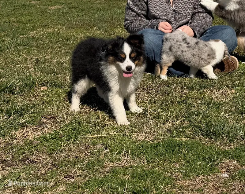 Maggie – Miniature Australian Shepherd puppy for sale in Sarcoxie, MO