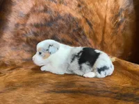 processed/fe0a8bb5-47cc-4616-8983-9e8bf823c40c/listing/f2f3728a-e839-42b3-bb1b-bf88ce725599/7613efb4-05a1-4663-9fbc-4658458b7691