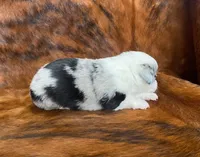 processed/fe0a8bb5-47cc-4616-8983-9e8bf823c40c/listing/f2f3728a-e839-42b3-bb1b-bf88ce725599/948e2039-589e-49a5-9338-9829b34a0810