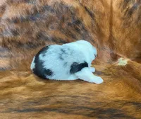 processed/fe0a8bb5-47cc-4616-8983-9e8bf823c40c/listing/f2f3728a-e839-42b3-bb1b-bf88ce725599/a2a82d39-bc06-4f42-b7e1-4db6ec890b92