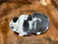 Cowboy, a  Miniature Australian Shepherd for sale in Sarcoxie, MO – 9 of 10