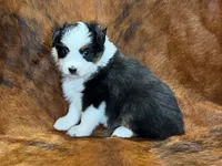 Reba, a female Miniature Australian Shepherd and Toy Australian Shepherd for sale in Sarcoxie, MO – 7 of 10