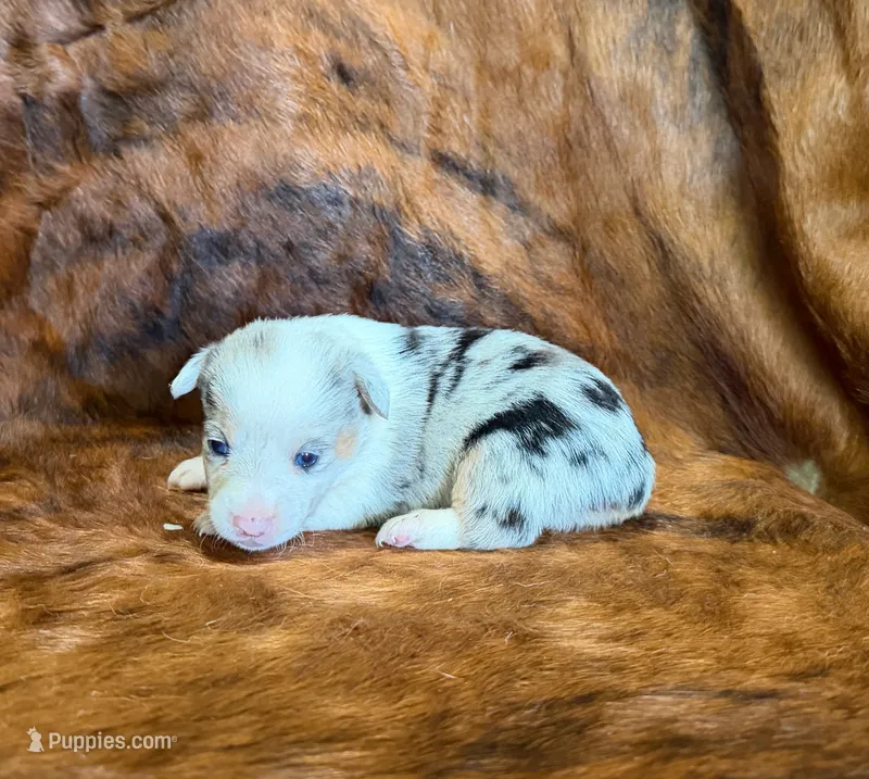 Bella – Pembroke Welsh Corgi, Toy Australian Shepherd puppy for sale in Sarcoxie, MO
