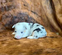 Bella, a female Pembroke Welsh Corgi and Toy Australian Shepherd for sale in Sarcoxie, MO – 1 of 8