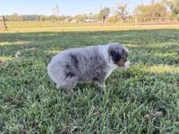 Ace, a male Miniature Australian Shepherd and Toy Australian Shepherd for sale in Sarcoxie, MO – 5 of 10
