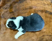 Lady, a female Pembroke Welsh Corgi and Toy Australian Shepherd for sale in Sarcoxie, MO – 9 of 9