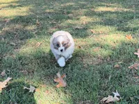 Hank, a male Miniature Australian Shepherd for sale in Sarcoxie, MO – 8 of 9