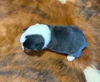 Buddy, a male Pembroke Welsh Corgi and Toy Australian Shepherd for sale in Sarcoxie, MO – 8 of 9