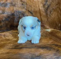 Sadie, a female Pembroke Welsh Corgi and Toy Australian Shepherd for sale in Sarcoxie, MO – Photo 7 of 10