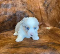 Sadie, a female Pembroke Welsh Corgi and Toy Australian Shepherd for sale in Sarcoxie, MO – Photo 5 of 10