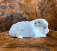 Sadie, a female Pembroke Welsh Corgi and Toy Australian Shepherd for sale in Sarcoxie, MO – Photo 8 of 10