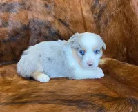 Sadie, a female Pembroke Welsh Corgi and Toy Australian Shepherd for sale in Sarcoxie, MO – Photo 6 of 10