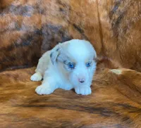 Sadie, a female Pembroke Welsh Corgi and Toy Australian Shepherd for sale in Sarcoxie, MO – Photo 3 of 10