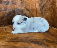 Sadie, a female Pembroke Welsh Corgi and Toy Australian Shepherd for sale in Sarcoxie, MO – Photo 10 of 10