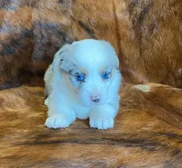 Sadie, a female Pembroke Welsh Corgi and Toy Australian Shepherd for sale in Sarcoxie, MO – Photo 2 of 10