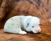 Pearl, a female Pembroke Welsh Corgi and Toy Australian Shepherd for sale in Sarcoxie, MO – 7 of 8