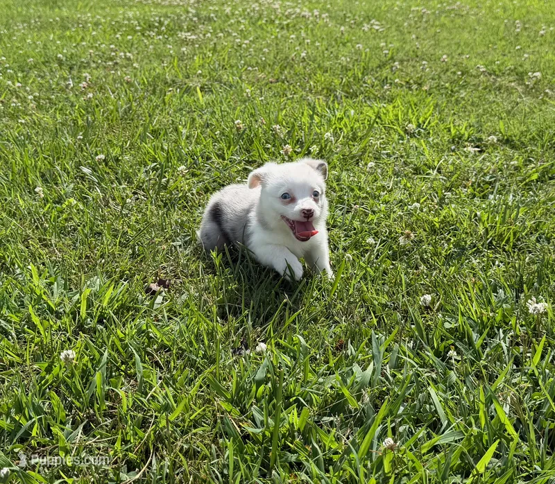Jaz – Pembroke Welsh Corgi, Toy Australian Shepherd puppy for sale in Sarcoxie, MO