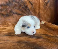 processed/fe0a8bb5-47cc-4616-8983-9e8bf823c40c/listing/fc387075-0fd2-44a1-9466-2746c9b4daaf/18229876-ce67-4bfa-a44c-e794f8a1b927