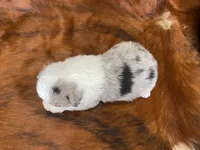 processed/fe0a8bb5-47cc-4616-8983-9e8bf823c40c/listing/fc387075-0fd2-44a1-9466-2746c9b4daaf/d16952a9-24ed-4d8a-a0f9-a6d66ac78431