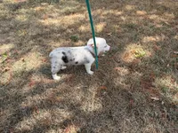Jazz, a male Pembroke Welsh Corgi and Toy Australian Shepherd for sale in Sarcoxie, MO – 10 of 10