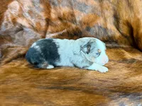 Tiger, a male Miniature Australian Shepherd for sale in Sarcoxie, MO – 3 of 9