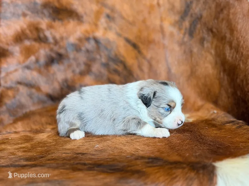 Ace – Miniature Australian Shepherd puppy for sale in Sarcoxie, MO