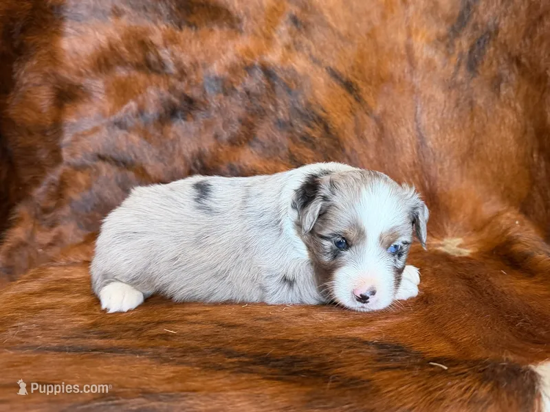 Hank – Miniature Australian Shepherd puppy for sale in Sarcoxie, MO
