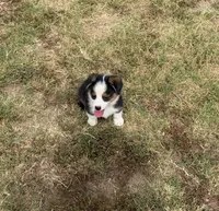 Prince, a male Pembroke Welsh Corgi and Toy Australian Shepherd for sale in Sarcoxie, MO – 10 of 10