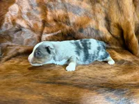 Tiger, a male Miniature Australian Shepherd for sale in Sarcoxie, MO – 9 of 9