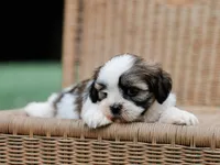 Tyrone, a  Lhasa Apso for sale in Liberty, KY – 3 of 4