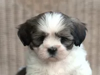Tyrell, a male Lhasa Apso for sale in Liberty, KY – 4 of 4