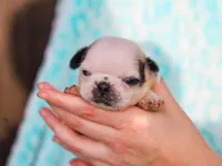 Linus, a male Pug for sale in Liberty, KY – Photo 2 of 4