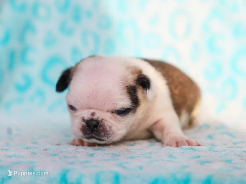 Linus – Pug puppy for sale in Liberty, KY