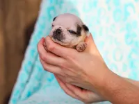 Linus, a male Pug for sale in Liberty, KY – Photo 3 of 4