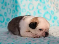 Linus, a male Pug for sale in Liberty, KY – Photo 4 of 4