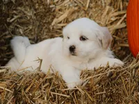 Hunter, a male Lhasa Apso for sale in Liberty, KY – 3 of 4