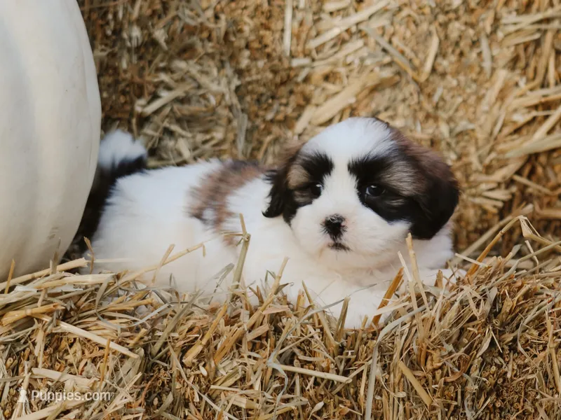 Hank – Lhasa Apso puppy for sale in Liberty, KY