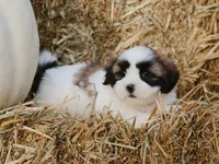 Hank, a male Lhasa Apso for sale in Liberty, KY – 1 of 4