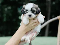 Tyrone, a  Lhasa Apso for sale in Liberty, KY – 2 of 4