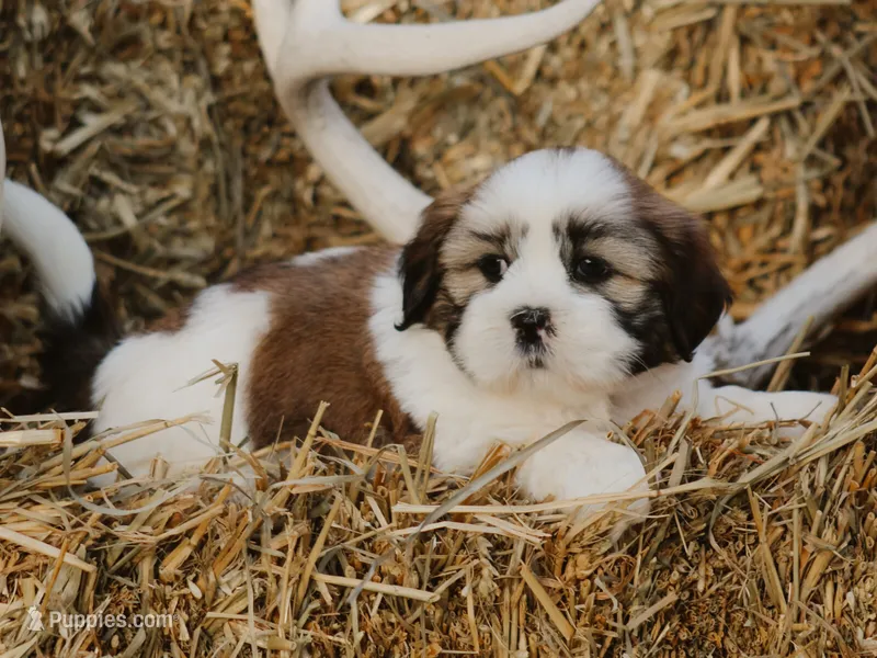 Harry – Lhasa Apso puppy for sale in Liberty, KY