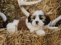 Harry, a male Lhasa Apso for sale in Liberty, KY – 1 of 4