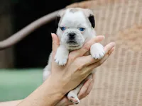 Jabez, a male Pug for sale in Liberty, KY – 3 of 4