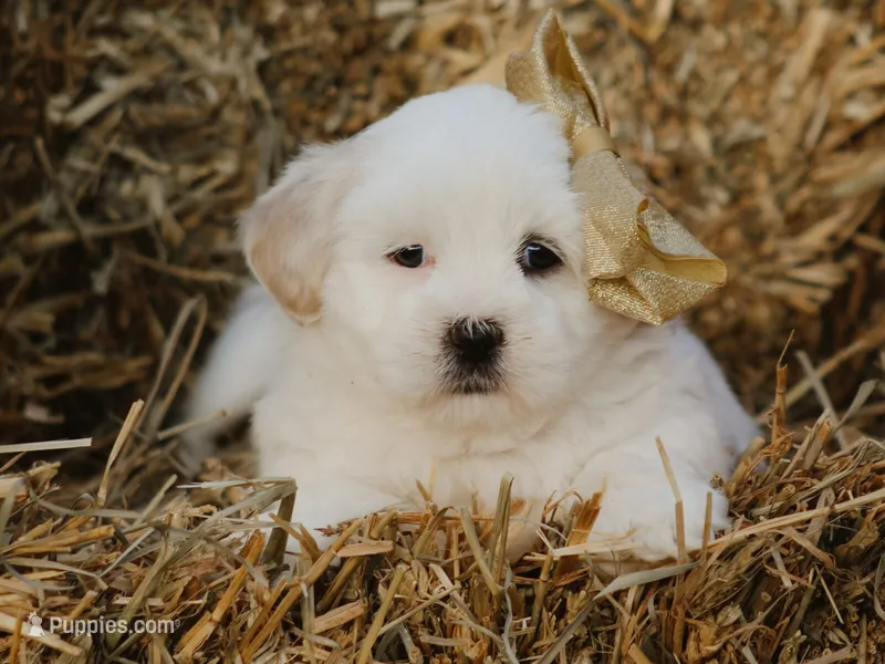 Hunter – Lhasa Apso puppy for sale in Liberty, KY
