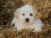 Hunter, a male Lhasa Apso for sale in Liberty, KY – 1 of 4
