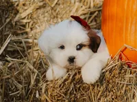 Harley, a male Lhasa Apso for sale in Liberty, KY – 2 of 4